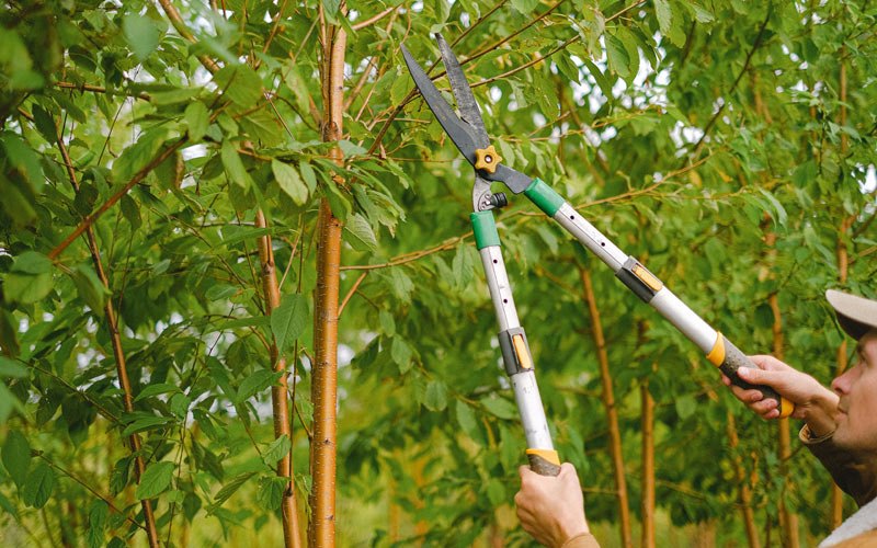 Tree trimming in Warden, WA